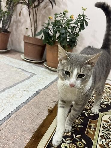 pisiklerin qiymetleri: Yaxşı əllərə — 1