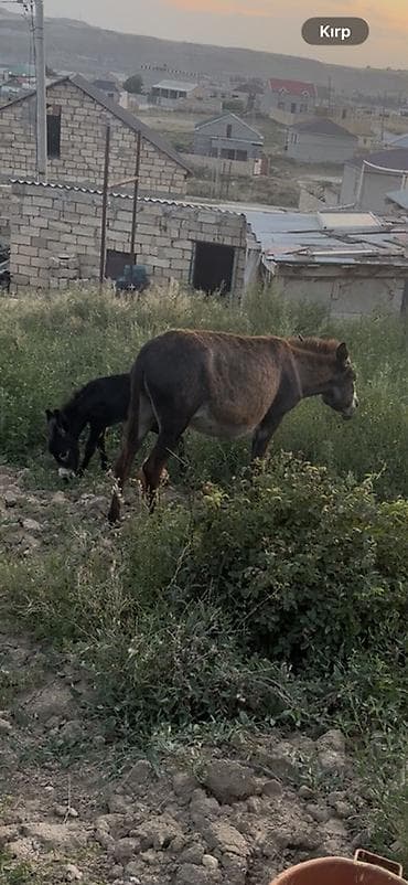 haski balası: Eşşək ana-bala cütü - Növ: Eşşək (dişi ana) və balası - Rəng: Ana – — 1
