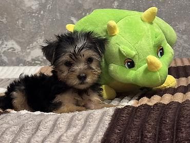 york terrier: Yorkşir teryer — 7