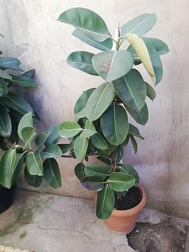 2021 sekili: Geniş yarpaqlı “Ficus elastica” (rezin ağacı) saksı bitkisi - Növ — 4