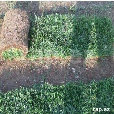 8 mart gül şəkilləri: Enli yarpağ Danimarka novü qazon ları bizdən əldedə bilərsiniz — 10