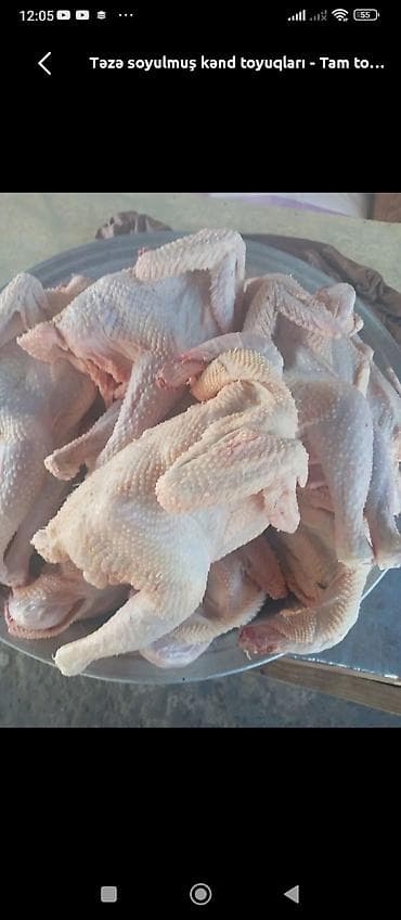 resm cekmek ucun sekiller: Kənd toyuğu Chicken Bütöv — 3