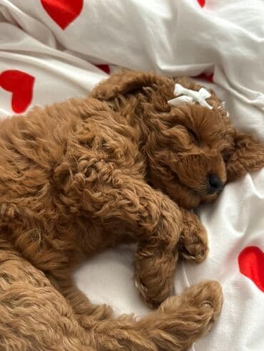 sir balasi satilir: Pudel, 3 ay, Dişi, Peyvəndli, Pulsuz çatdırılma, Ödənişli çatdırılma — 2