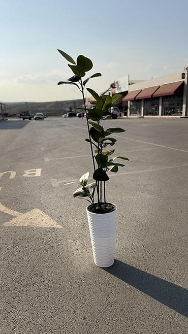 serv agaci: Böyük qapalı bitki – Fikus elastika (rezin ağacı) - Dekorativ, parlaq — 2