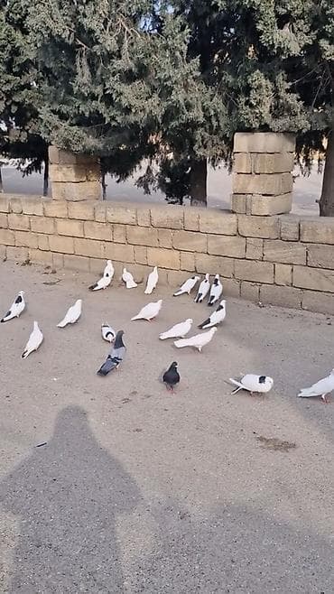 danisan papuqay satilir: Tergizilme goyercinlerdi saatlari var amma tecili pul lazimdi ona gore — 2