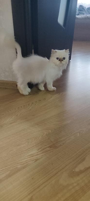 Fars, Dişi, Cütləşmə üçün