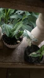 yeni il şənliyi 2022: Xalça — 37