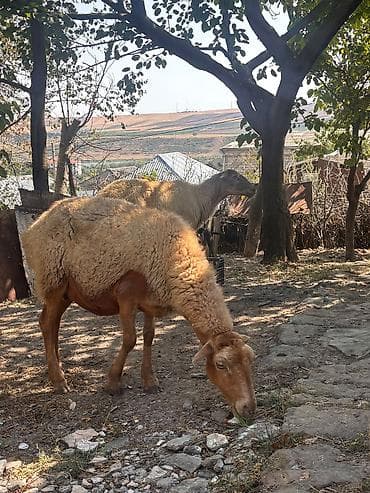 qara qoyun: Dişi, il: 4, 38 kq, Damazlıq, Ünvandan götürmə — 2