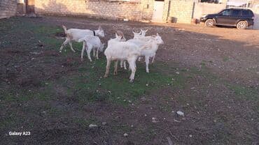 Qoyunlar, qoçlar: Məhsul: Ağ rəngli iki cins keçi Təsvir: - Şəkildə iki ədəd ağ tüklü — 2