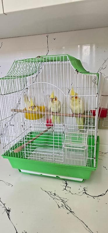 qus dami: Qirmizigoz lutino temiz qan balalar saglam vitaminli quslardi hamisin — 5