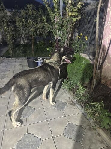 it alanlar: Qurdbasar, 8 ay, Erkek, Peyvəndli, Ünvandan götürmə — 6