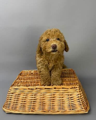 Ножи: Пудель — 3