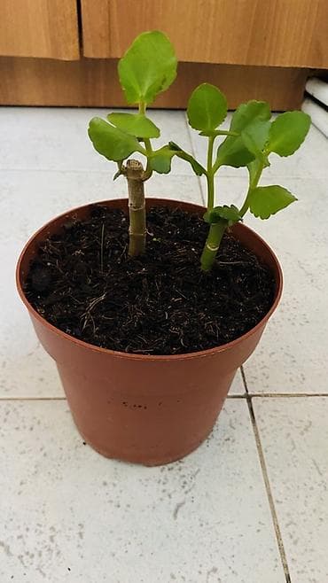kalanxoye bitkisi: Kalanxoe (Kalanchoe blossfeldiana) – saksı bitkisi - Rəngli, çoxlu — 9
