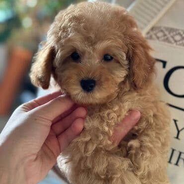 böyük itlər: Pudel, 2 ay, Erkek, Sənədli — 2