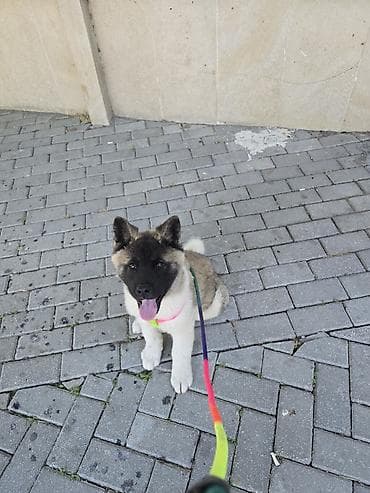 izvanok itler: Amerikan Akita balası - Cins: Amerikan Akita (təmiz cins görkəm) - — 2