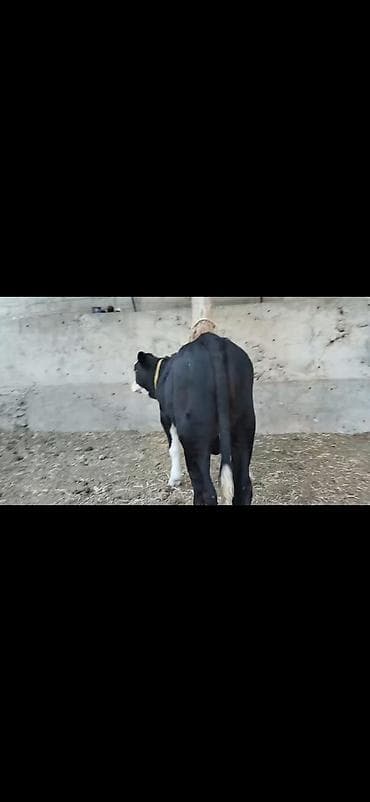 at balasi satilir: Erkək dana - Rəng: qara-ağ (ağ alın və ağız, ayaqlarda ağ corablı — 10