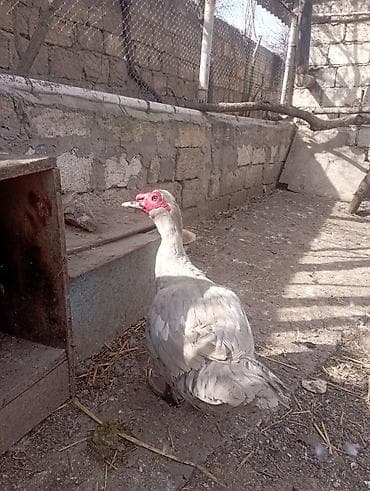 Индюшки: 1 illik aktiv lavanda erkeyi damazlıq. qiymet sondur — 5