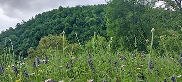 20 ci sahede kiraye ev: Dağ mənzərəli bağ sahəsi – yaşıllıq içində sakit məkan - Geniş — 9