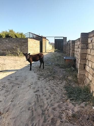 buzov adlari: Satılır: 5 ayliq dışı anqus . - Cins: yerli qarışıq (qara-qəhvəyi — 2
