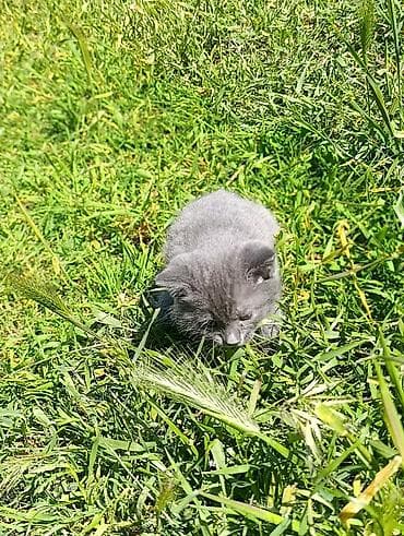 pisik sumqayit: Rus mavi, Dişi — 4