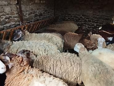 cins buzovların satışı: Gəncədə toya nişana qurbanlıq üçün hər cür quzularimiz var yaxşı — 6