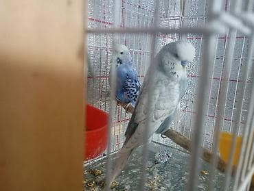 dekarativ quşlar: Damazlıq bala vermiş çex tutuquşuları satılır 2-3 dəfə bala almışam — 8