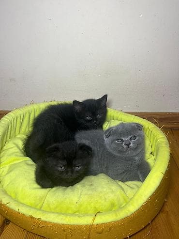 pişim: Şotland yastı qulaq — 1