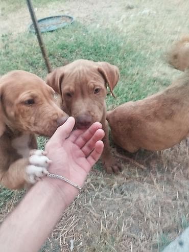 İtlər: Pitbul, 2 ay, Erkek — 3