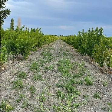 gəncədə həyət evləri: 44 sot, Biznes üçün, Kupça (Çıxarış) — 1