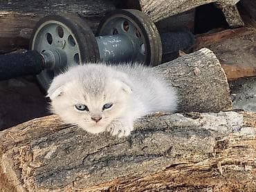 Şotland yastı qulaq — 3