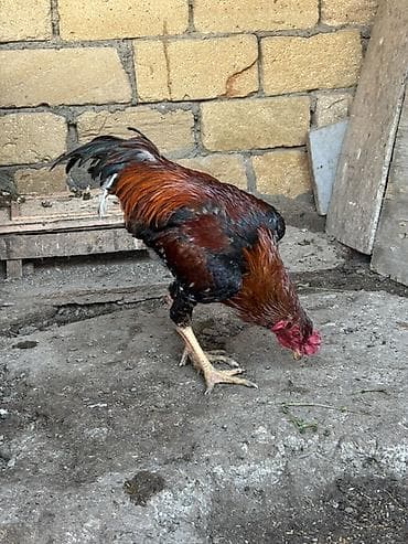 İtlər: Məhsul: Qırmızı-qara rəng çalarında yerli döyüş tipli Heyratı xoruz — 4