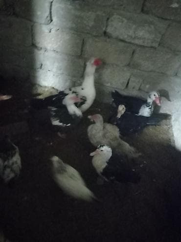 Yemlər: Musk ördəkləri (indo-ördəklər) – qarışıq rənglərdə sürü - Növ — 3