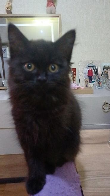 pisik adlari rusça: Yaxşı əllərə — 1