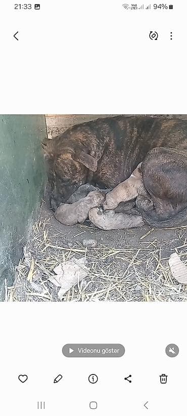 coban iti sekilleri: Dişi — 1