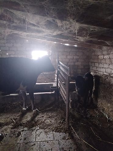 Гуси: Satışda: Qaramal heyvanları (inək və dana) Xüsusiyyətlər: - — 9