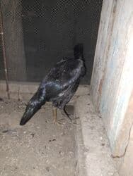 zvanok it satilir: Heyratı 4-ay yarımlıq iksidə daş pipikdi cütü 100-manat qiymət sondu — 2