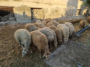 20 erkəkdi lalafo.az -da 20 erkəkdi