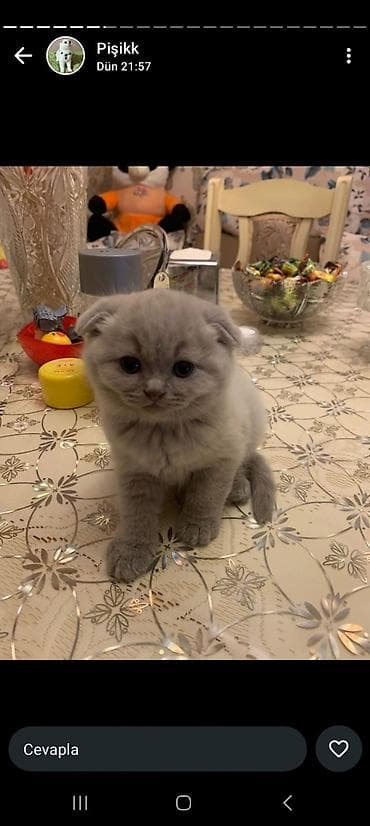 seki heyvan: Şotland yastı qulaq, Pulsuz çatdırılma — 6