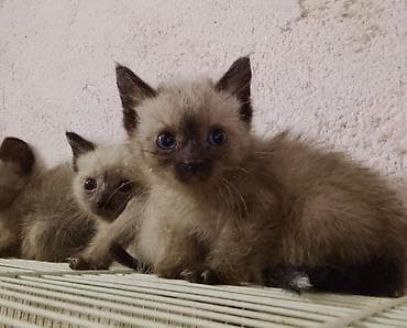 pişik siyam: Tay, Erkək, Dişi — 3