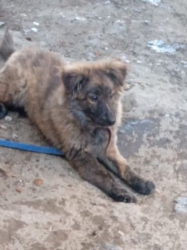 İtlər: Məhsul: Gözəl balaca it (küncük) Xüsusiyyətlər: - Cins: zvanokla — 2