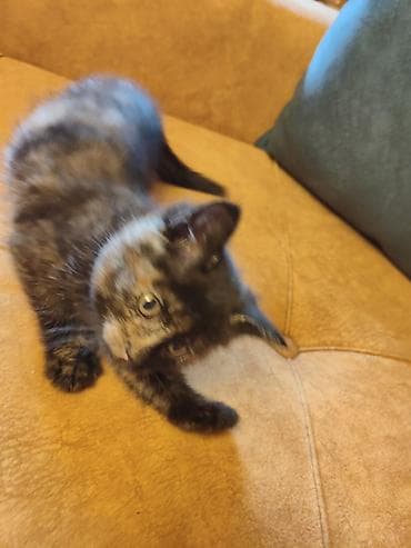 etibarlı əllərə: Отдаются бесплатно домашние 2 месячные котята. Только в добрые и — 6