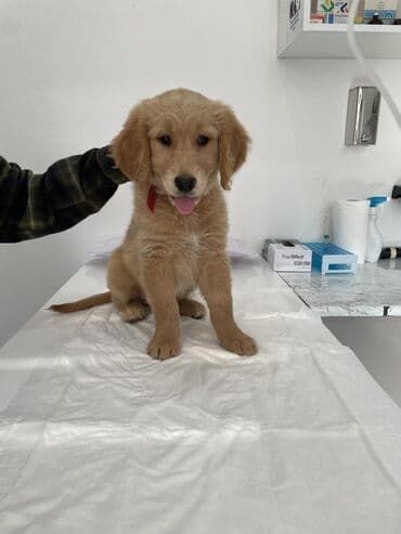 Digər heyvanlar: Retriever, 3 ay, Dişi, Peyvəndli, Ünvandan götürmə — 2