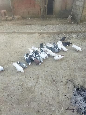 Зоотовары: Satılır: müxtəlif rəng və naxışlarda ev göyərçinləri sürüsü - — 2