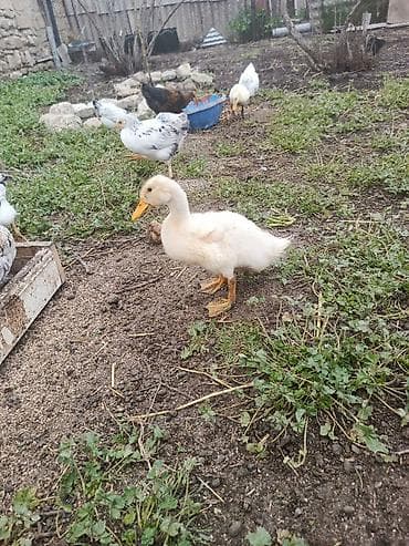 Toyuq cücələri, Ətlik