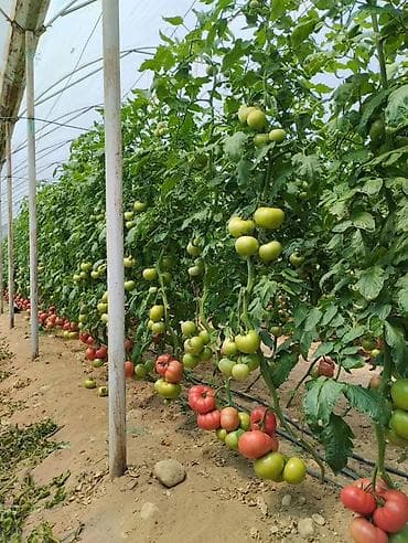 kovralit satisi: HÜKÜMDAR F1 – Pembe domates (pomidor) Toxumları SATILIR tam serfikatli — 6