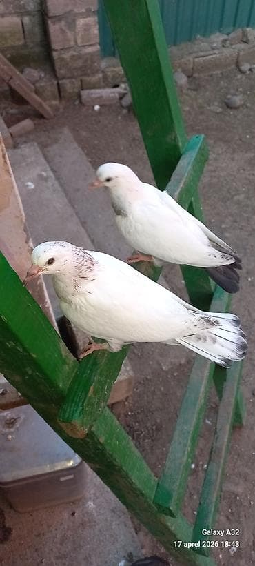 goyercin satisi: Ağ rəngli ev göyərçinləri – yumşaq xallı quyruq və boyun naxışları — 1