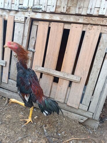 cins ineklerin qiymeti: Heyratilar satilir tergidirem deye ne heyvanim var hamsini satiram her — 6