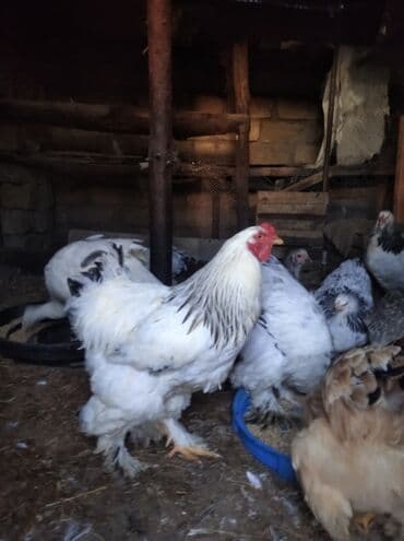 xarkov toyuq: Toyuq, Brama, Damazlıq, Ödənişli çatdırılma — 10