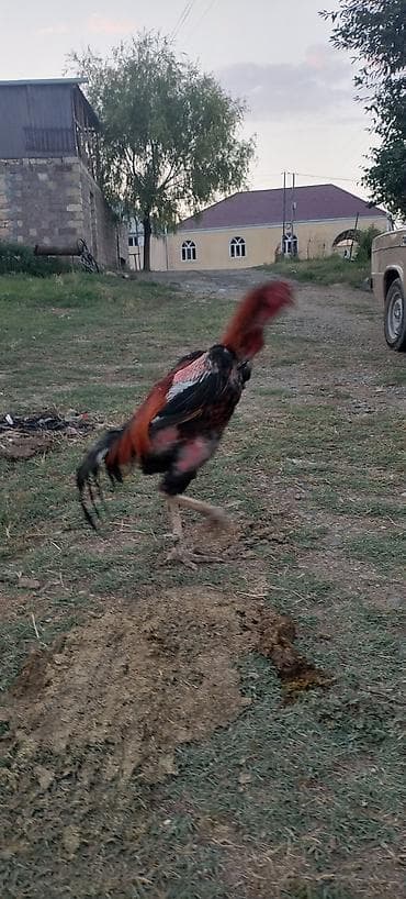 ucuz gullər: Salam alekum kim qapısına yaxşı hevan isdiyir buyurusun dedesi şamo — 3