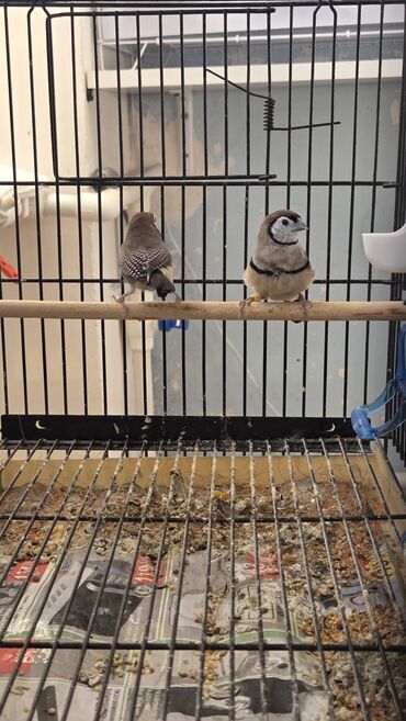 quş qəfəsi: Təsvir: - Metal çərçivəli, dik şəbəkəli kiçik quş qəfəsi - Ön və yan — 1